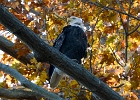 Eagles (5)  Eagle in tree